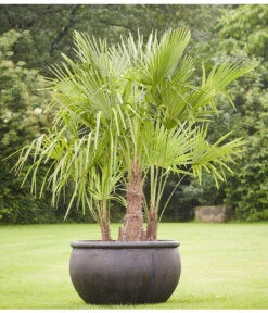 Ausgewählte Produkte -Gartenbedarf Kollektion 8607855 PR MO 001 Polystone SchaleEmpireBlumentopfBlumenvasePflanztopfHanfpalmeTrachycarpusFortuneiGruppe