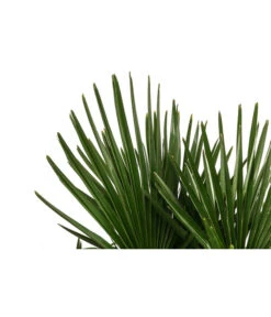 Hanfpalme, Multistamm -Gartenbedarf Kollektion 8607855 WE DE 001 HanfpalmeTrachycarpusFortuneiT36