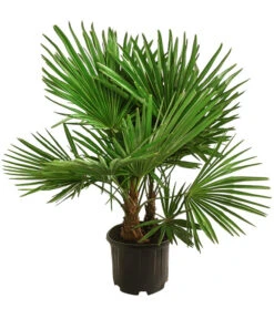 Ausgewählte Produkte 3 Hanfpalme, Multistamm