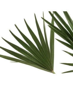 Zwergpalme 'Vulcano' -Gartenbedarf Kollektion 8607905 WE DE 002 ChamaeropsVulcanoT18