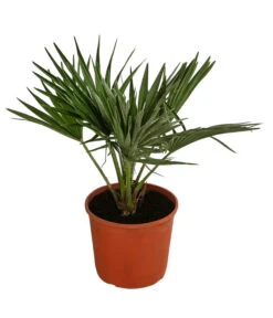 Ausgewählte Produkte 23 Zwergpalme 'Vulcano'