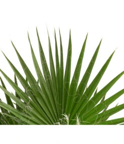 XXL Fächerpalme -Gartenbedarf Kollektion 8608036 WE DE 004 WashingtoniaRobustaT30MexikanischeFaecherpalme