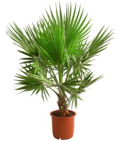 Ausgewählte Produkte 15 XXL Fächerpalme