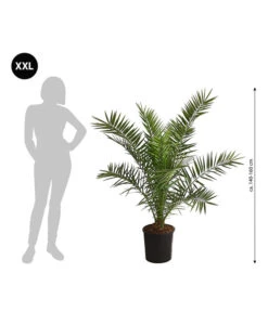 XXL Kanarische Dattelpalme, Ca. 140-160 Cm -Gartenbedarf Kollektion 8608721 WE BG 001 XXLKanarischeDattelpalme140160cm
