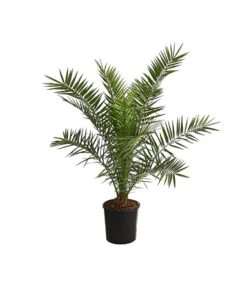 Ausgewählte Produkte 19 XXL Kanarische Dattelpalme, Ca. 140-160 Cm