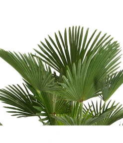 Ausgewählte Produkte -Gartenbedarf Kollektion 8609349 PR DE 001 WagnersHanfpalmeKleineHanfpalmeTrachyWagnerianus25