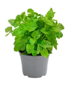 Ausgewählte Produkte 13 Dehner Gourmet Garten Zitronenmelisse