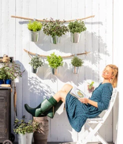 Dehner Gourmet Garten Strauchbasilikum 'Magic Blue' -Gartenbedarf Kollektion 8610123 WE MO 001 Oregano Kraeuter