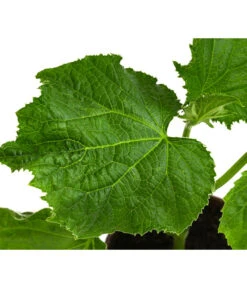 Bio Schlangengurke Im Pottburri®-Topf 5 Bio Schlangengurke Im Pottburri®-Topf -Gartenbedarf Kollektion 8611287 WE DE 001 BioPBSchlangengurke