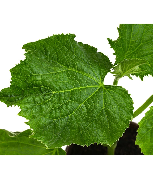 Bio Schlangengurke Im Pottburri®-Topf 3 Bio Schlangengurke Im Pottburri®-Topf – Bild 3