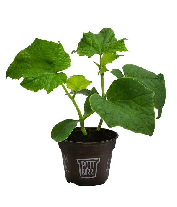 Bio Schlangengurke Im Pottburri®-Topf 2 Bio Schlangengurke Im Pottburri®-Topf – Bild 2