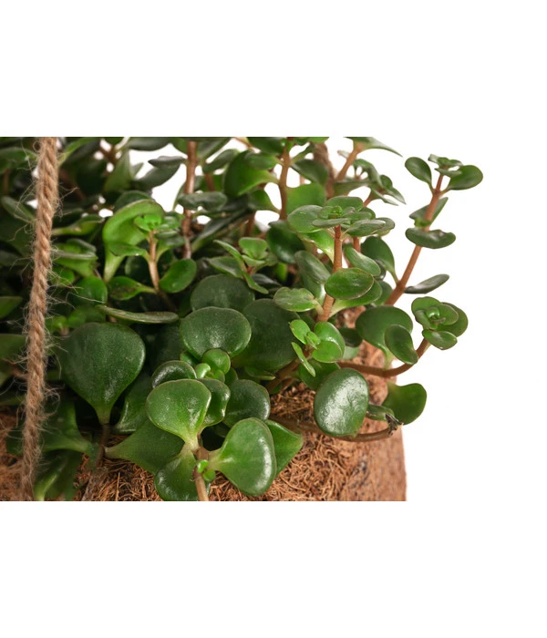 Kokodama-Ampel Fetthenne - Sedum Makinoi 'Tornado' 2 Kokodama-Ampel Fetthenne - Sedum Makinoi 'Tornado' – Bild 2