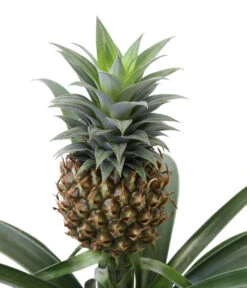 Ananaspflanze - Ananas Comosus, In Keramik 7 Ananaspflanze - Ananas Comosus, In Keramik -Gartenbedarf Kollektion 8627978 WE DE 001 AnanaspflanzeInKeramik
