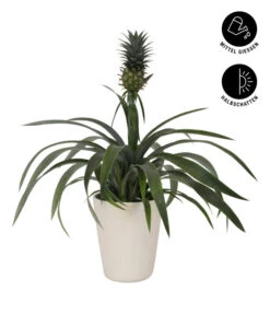 Ausgewählte Produkte -Gartenbedarf Kollektion 8627978 WE FS 002 AnanaspflanzeInKeramik