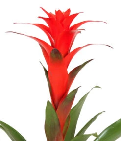 Guzmanie - Guzmania Calypso, In Keramik -Gartenbedarf Kollektion 8628018 WE DE 001 GuzmaniaCalypsoInKeramik