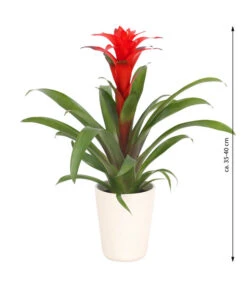 Guzmanie - Guzmania Calypso, In Keramik -Gartenbedarf Kollektion 8628018 WE FS 003 GuzmaniaCalypsoInKeramik