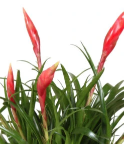 Bromelien-Set Sommerfrische, 4-teilig -Gartenbedarf Kollektion 8628059 WE DE 001 BromelienMix4erSet