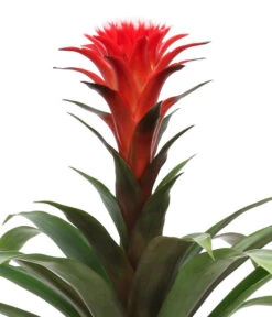 Bromelien-Set Sommerfrische, 4-teilig -Gartenbedarf Kollektion 8628059 WE DE 002 BromelienMix4erSet
