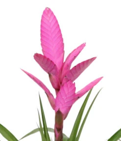 Bromelien-Set Sommerfrische, 4-teilig -Gartenbedarf Kollektion 8628059 WE DE 003 BromelienMix4erSet