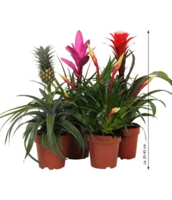 Bromelien-Set Sommerfrische, 4-teilig -Gartenbedarf Kollektion 8628059 WE IG 007 BromelienMix4erSet