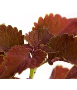 Buntnessel - Solenostemon Scutellarioides, Verschiedene Sorten 13 Buntnessel - Solenostemon Scutellarioides, Verschiedene Sorten -Gartenbedarf Kollektion 8652299 PR DE 001 Coleus4SortenMixT12DehnerExpressZS