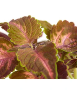 Buntnessel - Solenostemon Scutellarioides, Verschiedene Sorten 11 Buntnessel - Solenostemon Scutellarioides, Verschiedene Sorten -Gartenbedarf Kollektion 8652299 PR DE 002 Coleus4SortenMixT12DehnerExpressZS