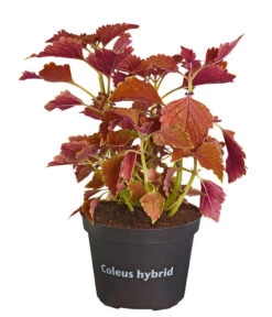 Buntnessel - Solenostemon Scutellarioides, Verschiedene Sorten 10 Buntnessel - Solenostemon Scutellarioides, Verschiedene Sorten -Gartenbedarf Kollektion 8652299 PR FS 001 Coleus4SortenMixT12DehnerExpressZS