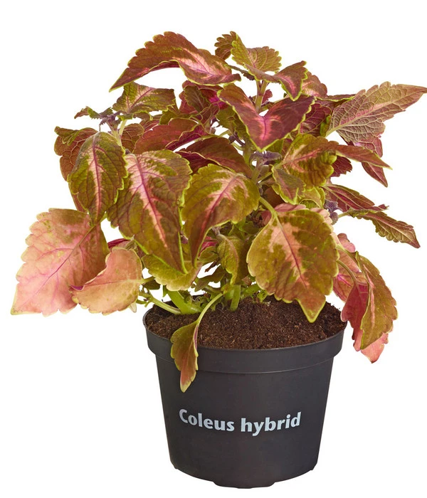 Buntnessel - Solenostemon Scutellarioides, Verschiedene Sorten 2 Buntnessel - Solenostemon Scutellarioides, Verschiedene Sorten – Bild 2