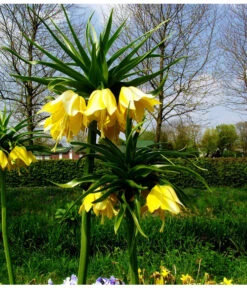 Kaiserkrone -Gartenbedarf Kollektion 8664676 WE MO 001 KaiserkroneGelbPixabay