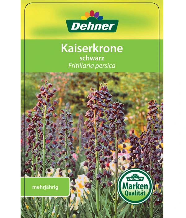 Persische Kaiserkrone 3 Persische Kaiserkrone – Bild 3