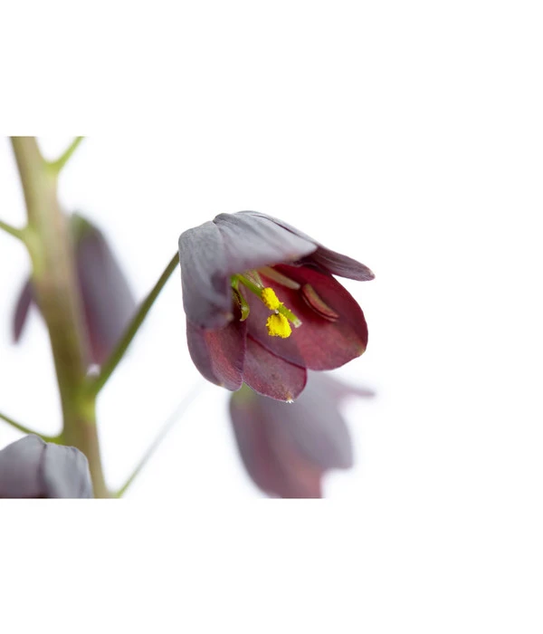 Persische Kaiserkrone 5 Persische Kaiserkrone – Bild 5