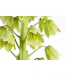 Persische Kaiserkrone 11 Persische Kaiserkrone -Gartenbedarf Kollektion 8664708 PR DE 002 KaiserkroneFritillariaPersicaT19DehnerExpressZS