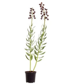 Persische Kaiserkrone