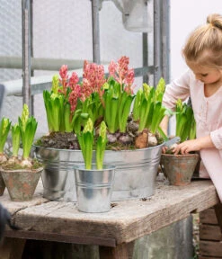 Hyazinthe, 3 Zwiebeln 6 Hyazinthe, 3 Zwiebeln -Gartenbedarf Kollektion 8668121 WE MO 001 Hyazinthen