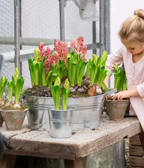 Hyazinthe, 3 Zwiebeln 3 Hyazinthe, 3 Zwiebeln – Bild 3