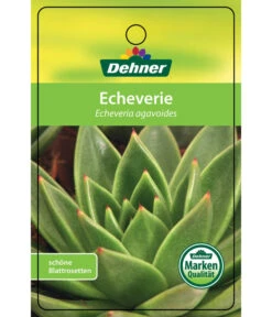 Echeverie - Echeveria Agavoides 8 Echeverie - Echeveria Agavoides -Gartenbedarf Kollektion 8672636 Echeveriaagavoides 22022017 1