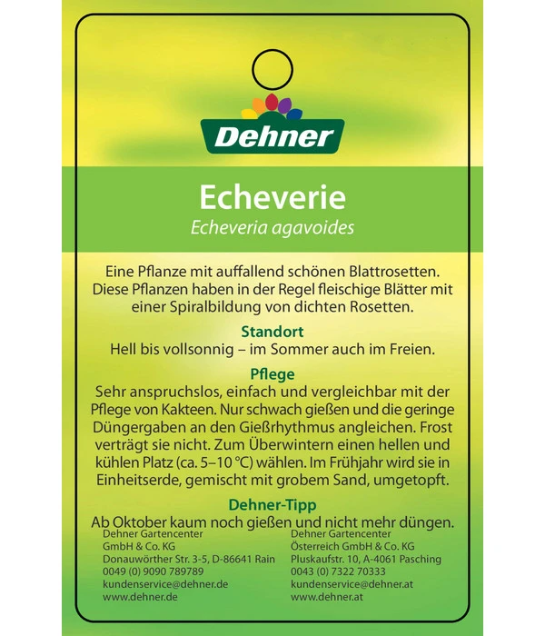 Echeverie - Echeveria Agavoides 5 Echeverie - Echeveria Agavoides – Bild 5