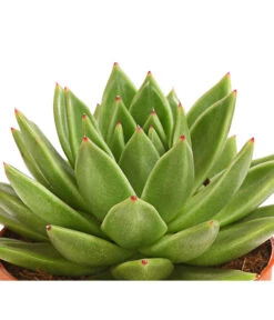 Echeverie - Echeveria Agavoides 7 Echeverie - Echeveria Agavoides -Gartenbedarf Kollektion 8672636 WE DE 001 EcheveriaAgavoidesT10DehnerExpressHerzig