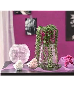 Erbsenpflanze - Senecio Rowleyanus -Gartenbedarf Kollektion 8677924 PR MO 001 SenecioRowleyanusT11DehnerExpressHerzig