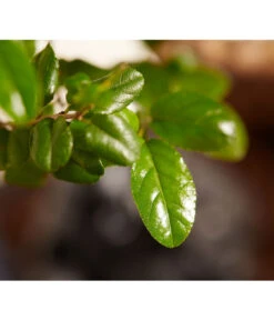 Bonsai Mit Buddha, Verschiedene Sorten -Gartenbedarf Kollektion 8686644 PR DE 002 BonsaiMixMitSchaleUndBuddha15erSchaleDehnerExpressZS