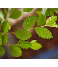 Bonsai Mit Buddha, Verschiedene Sorten -Gartenbedarf Kollektion 8686644 PR DE 003 BonsaiMixMitSchaleUndBuddha15erSchaleDehnerExpressZS