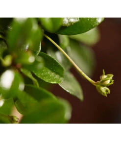 Bonsai Mit Buddha, Verschiedene Sorten -Gartenbedarf Kollektion 8686644 PR DE 004 BonsaiMixMitSchaleUndBuddha15erSchaleDehnerExpressZS