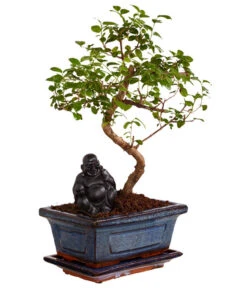Bonsai Mit Buddha, Verschiedene Sorten -Gartenbedarf Kollektion 8686644 PR FS 002 BonsaiMixMitSchaleUndBuddha15erSchaleDehnerExpressZS