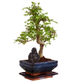 Bonsai Mit Buddha, Verschiedene Sorten -Gartenbedarf Kollektion 8686644 PR FS 003 BonsaiMixMitSchaleUndBuddha15erSchaleDehnerExpressZS