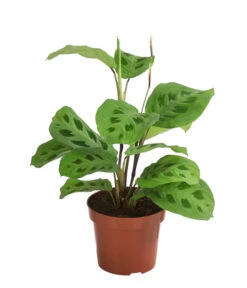 Marante - Maranta Leuconeura Kerchoveana