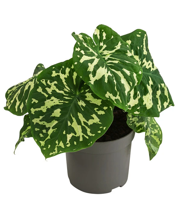 Pfeilblatt - Alocasia Esculenta 'Hilo Beauty' 1 Pfeilblatt - Alocasia Esculenta 'Hilo Beauty'