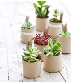 Ausgewählte Produkte -Gartenbedarf Kollektion 8722514 PR MO 002 Sukkulenten