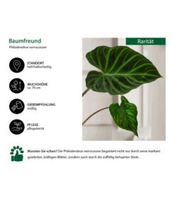 Baumfreund - Philodendron Verrucosum 6 Baumfreund - Philodendron Verrucosum -Gartenbedarf Kollektion 8731416 WE IG 001 PhilodendronVerrucosum