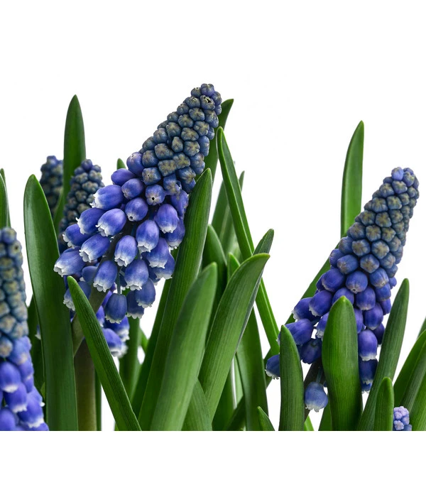 Traubenhyazinthe Im Pottburri®-Topf 2 Traubenhyazinthe Im Pottburri®-Topf – Bild 2