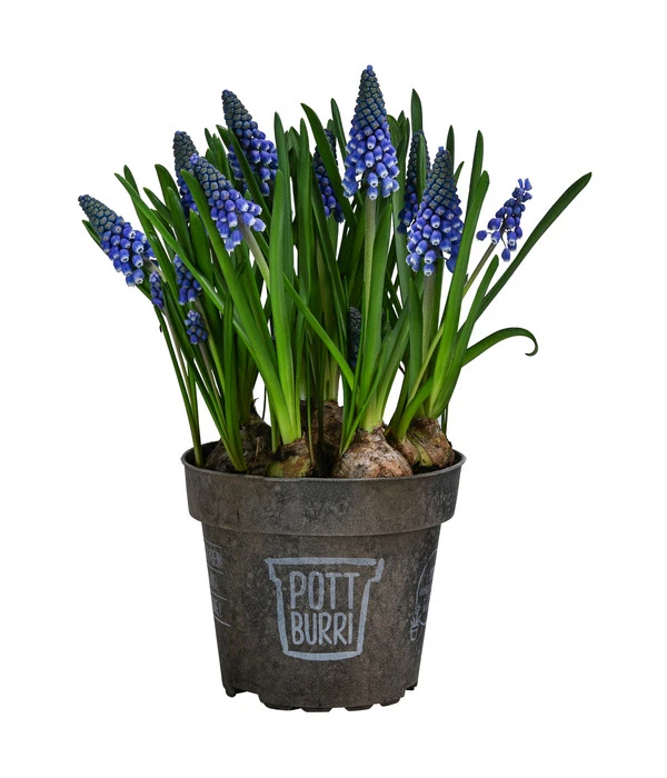 Traubenhyazinthe Im Pottburri®-Topf 1 Traubenhyazinthe Im Pottburri®-Topf